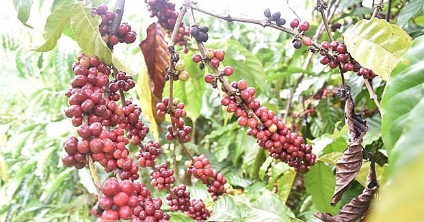 Vietnam exports 34,680 tonnes of coffee worth 70.68 million USD to the UK in the first eight months of 2022. Photo: VNA