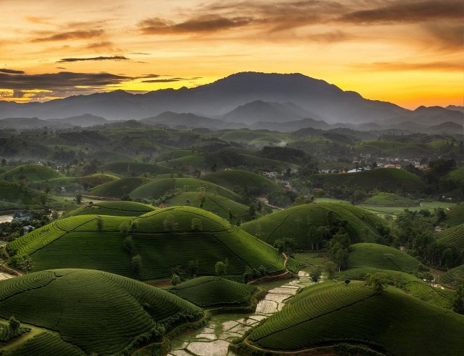 Wander Through The Most Stunning Green Tea Hills In Vietnam