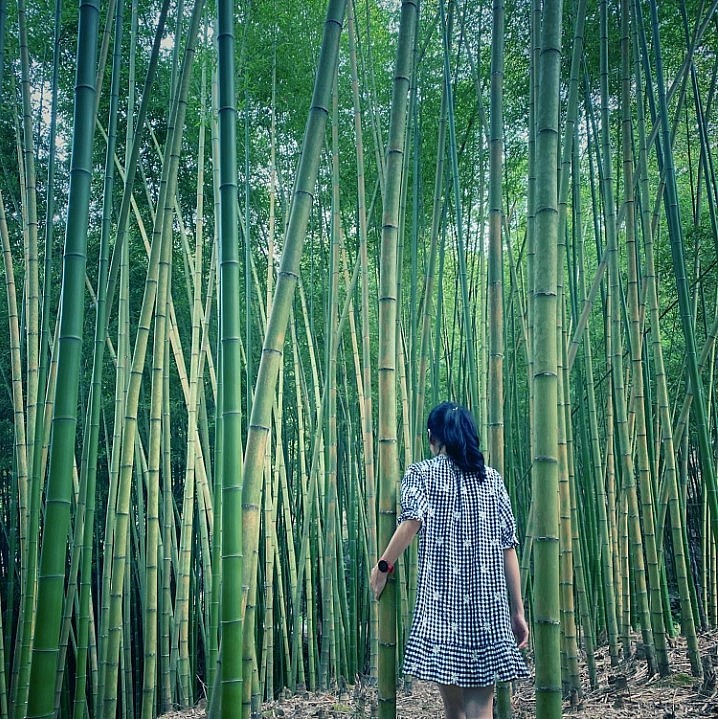 Enjoy Breathtaking Scenery In Vietnam's Bamboo Forest