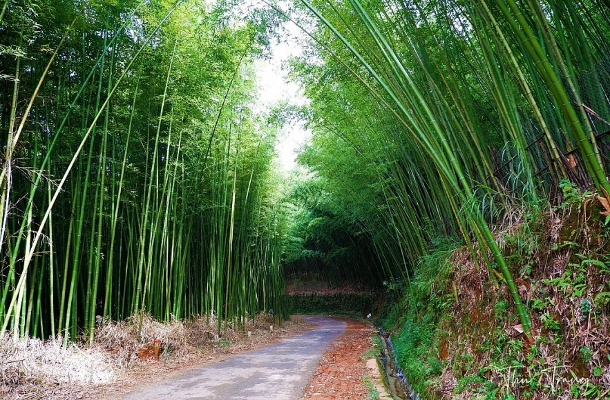 Enjoy Breathtaking Scenery In Vietnam's Bamboo Forest