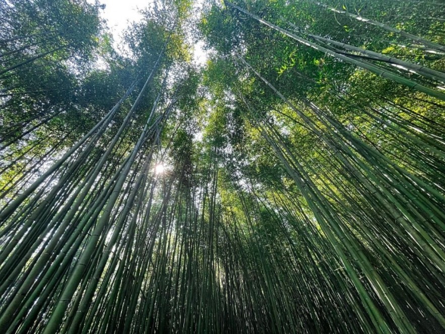 Enjoy Breathtaking Scenery In Vietnam's Bamboo Forest