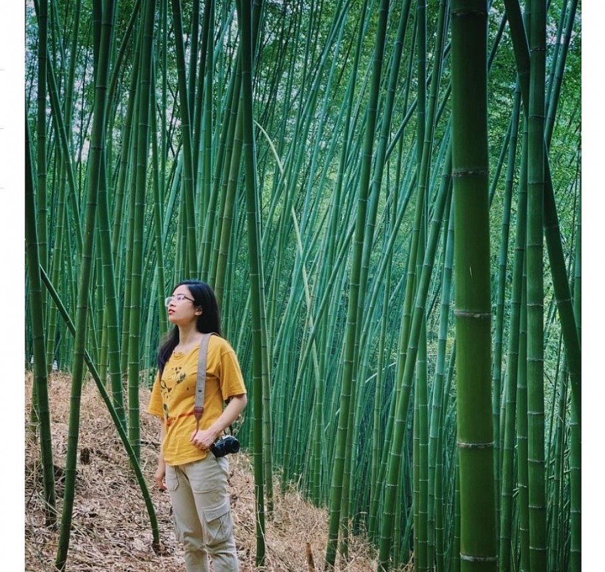 Enjoy Breathtaking Scenery In Vietnam's Bamboo Forest