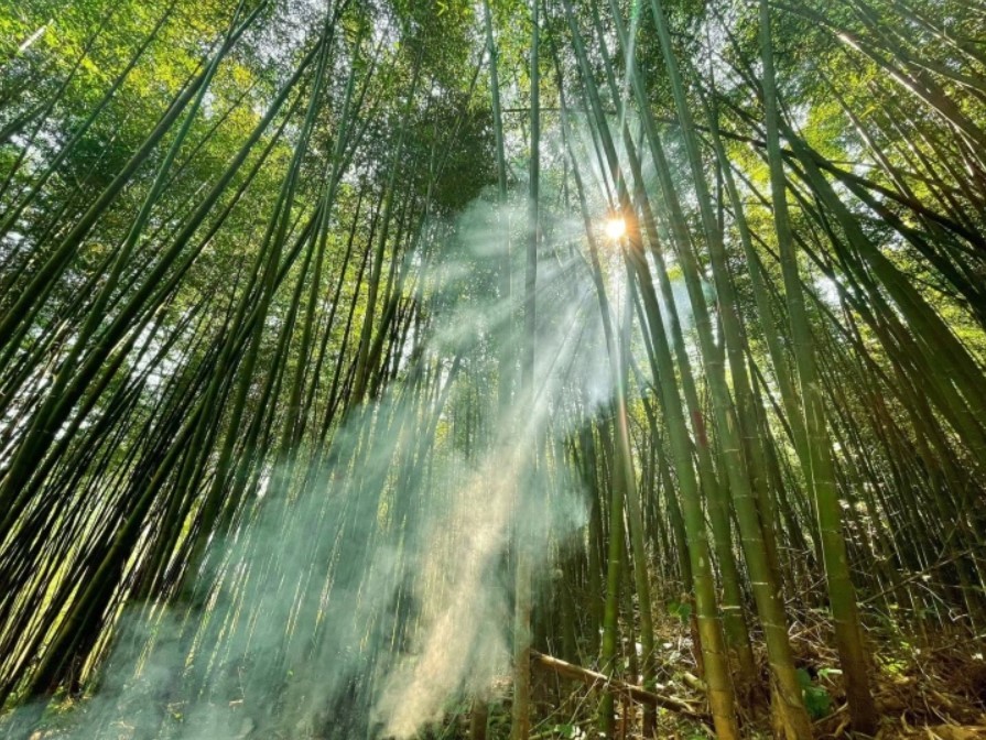 Enjoy Breathtaking Scenery In Vietnam's Bamboo Forests