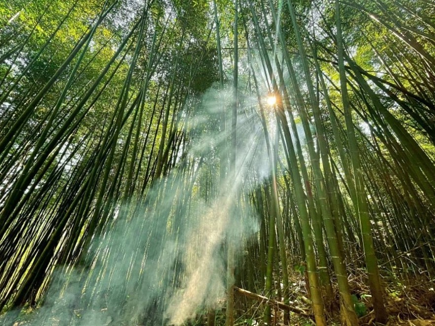 Enjoy Breathtaking Scenery In Vietnam's Bamboo Forest