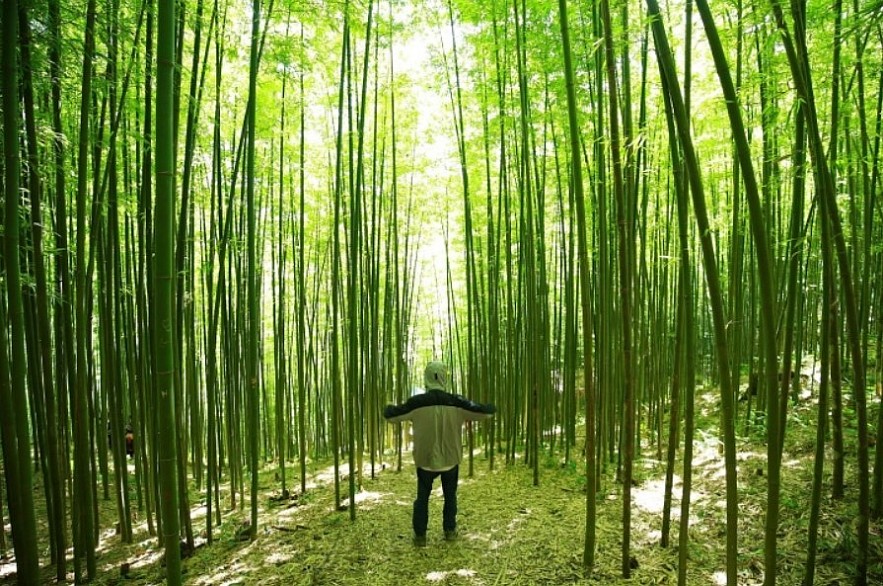 Enjoy Breathtaking Scenery In Vietnam's Bamboo Forest