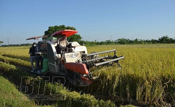 Harvesting rice crop in Thai Binh province. Photo: VNA