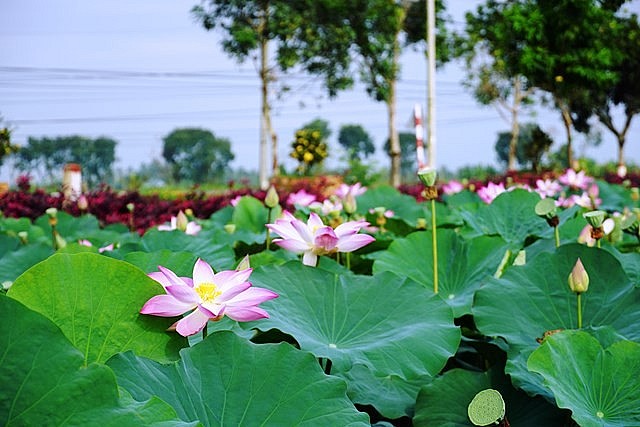 Lang Minh Pink Lotus Field: An Amazing Tourist Destination