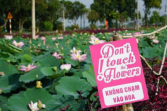 Lang Minh Pink Lotus Field: An Amazing Tourist Destination