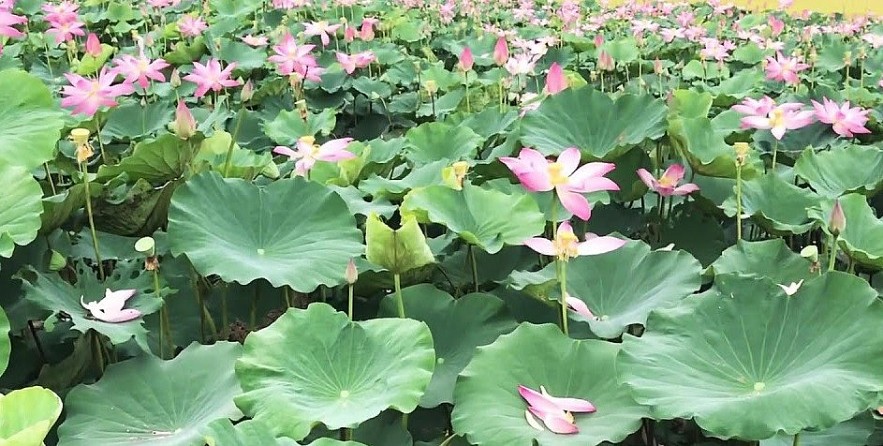 Lang Minh Pink Lotus Field: An Amazing Tourist Destination