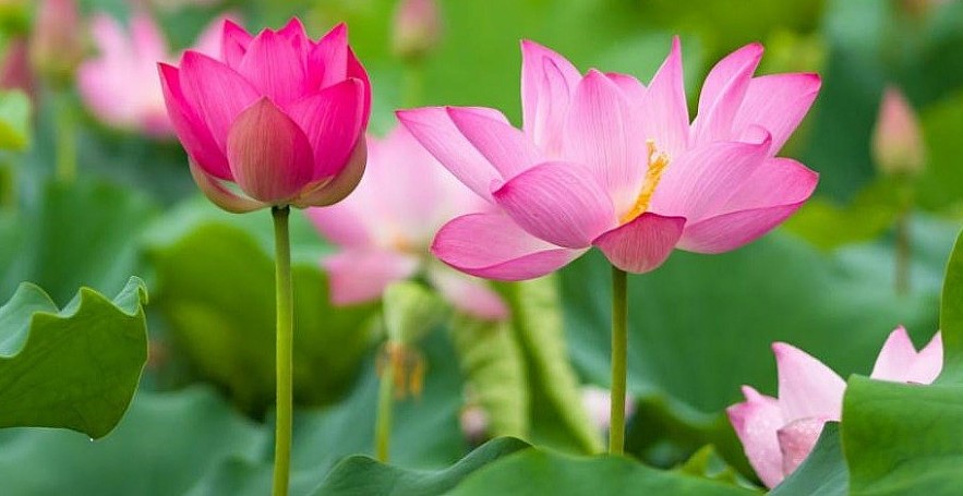 Lang Minh Pink Lotus Field: An Amazing Tourist Destination