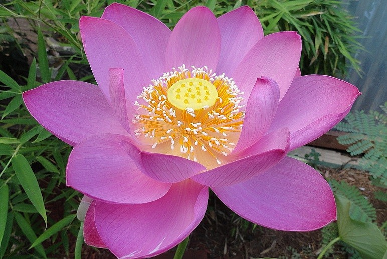 Lang Minh Pink Lotus Field: An Amazing Tourist Destination