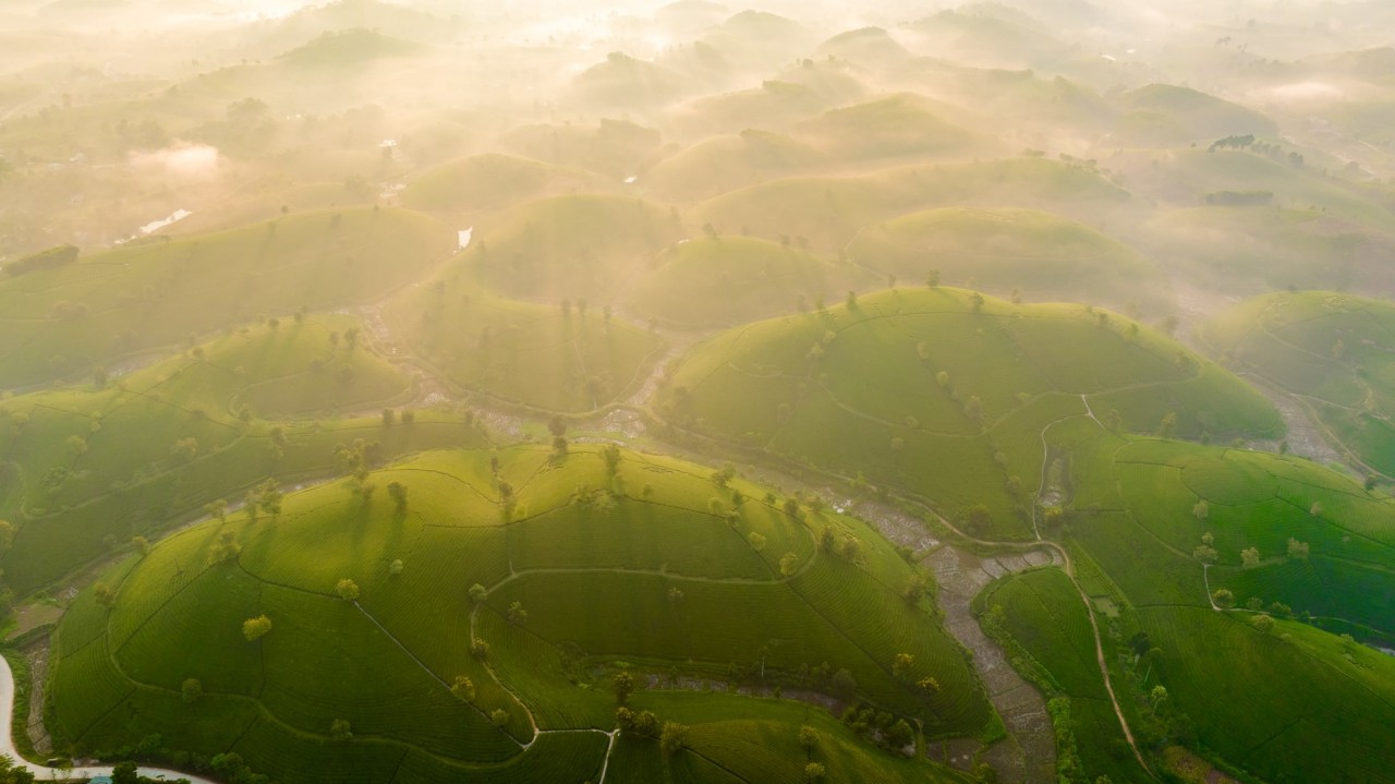 The fresh tea hill under the sunlight. Photo: Nguyen Anh Chiem 