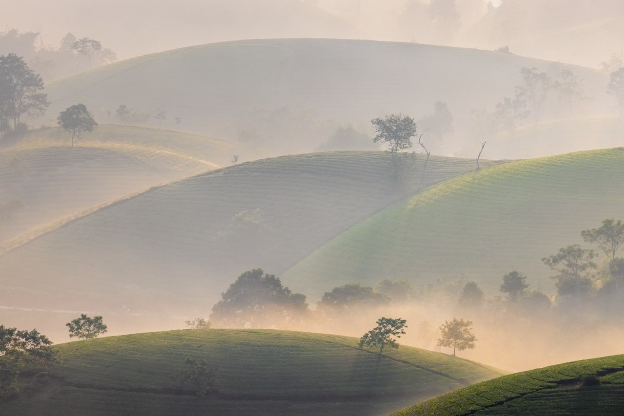 Photo: Nguyen Anh Chiem 