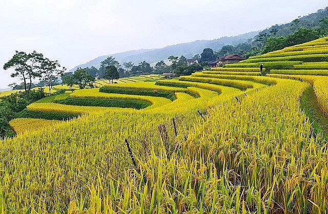 The Beauty of Hong Thai Terraced Fields in the Harvest Season