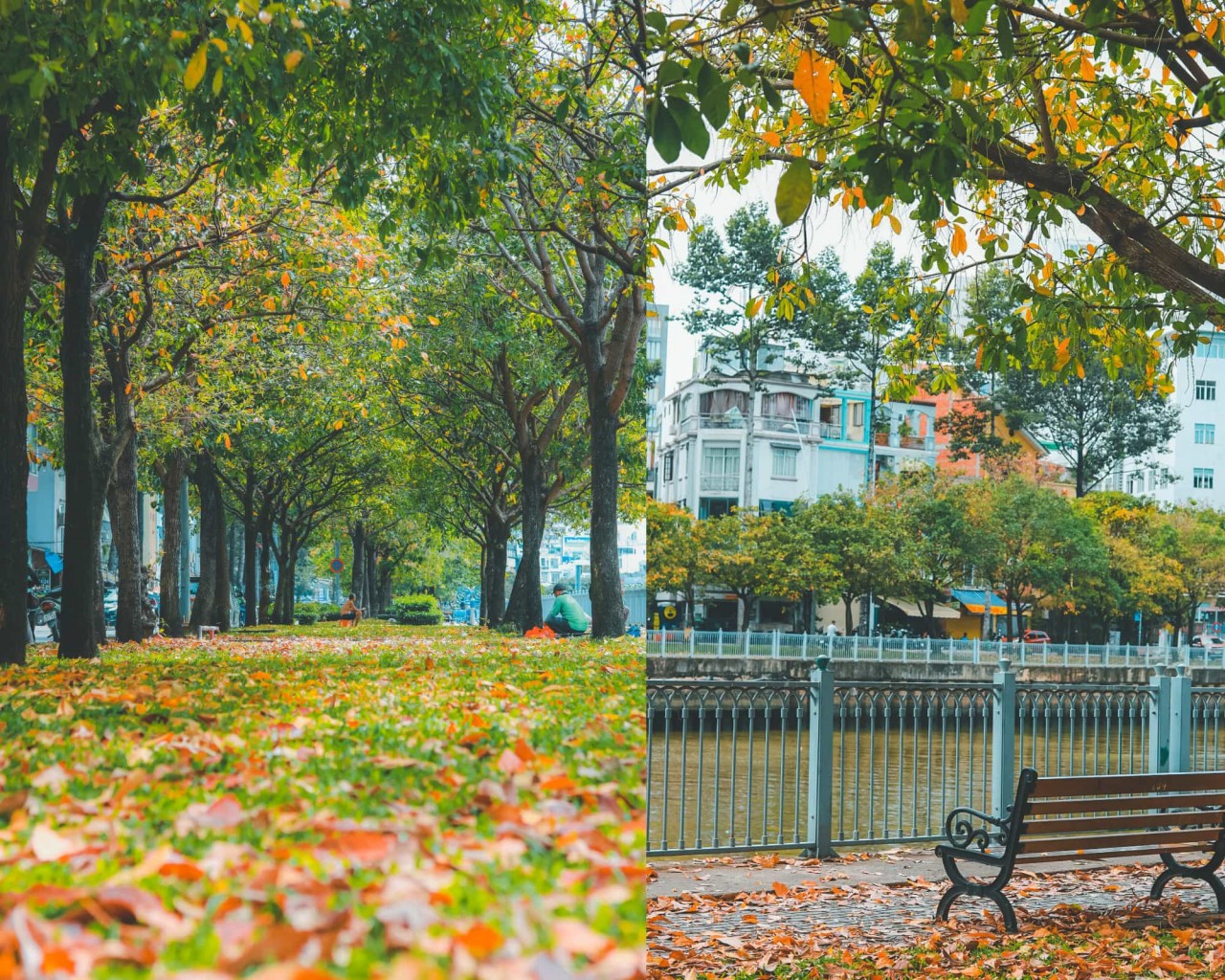 a hanoian autumn appears in hcmc park