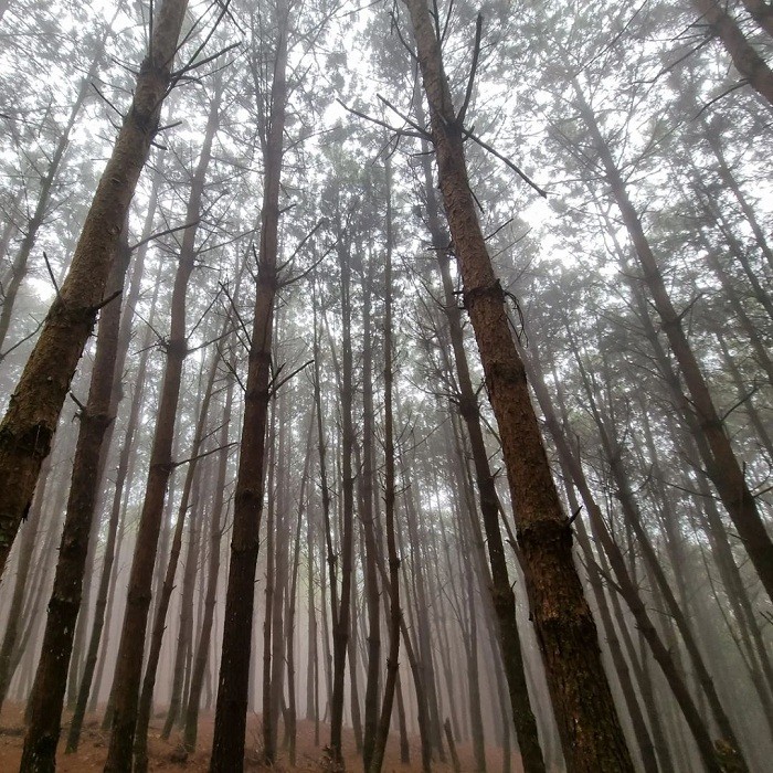 Get Lost in the Poetic and Pristine Hua Tat Pine Forest