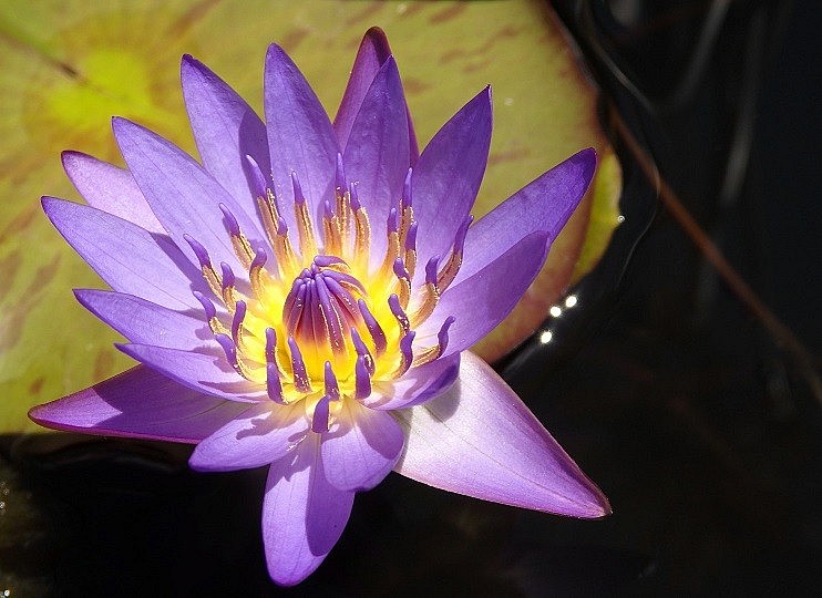 The Beauty of Purple Water Lilies in Yen Stream