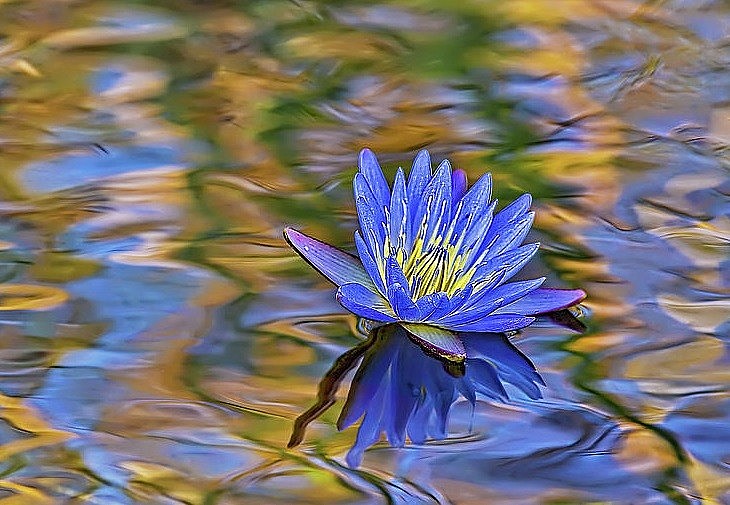 The Beauty of Purple Water Lilies in Yen Stream