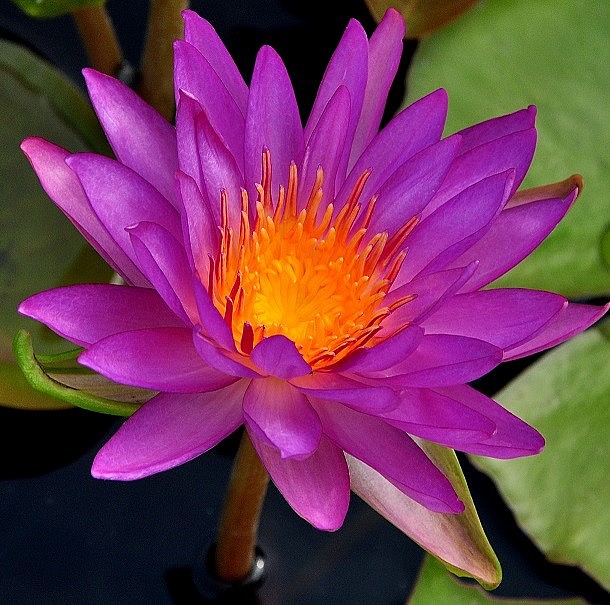 The Beauty of Purple Water Lilies in Yen Stream