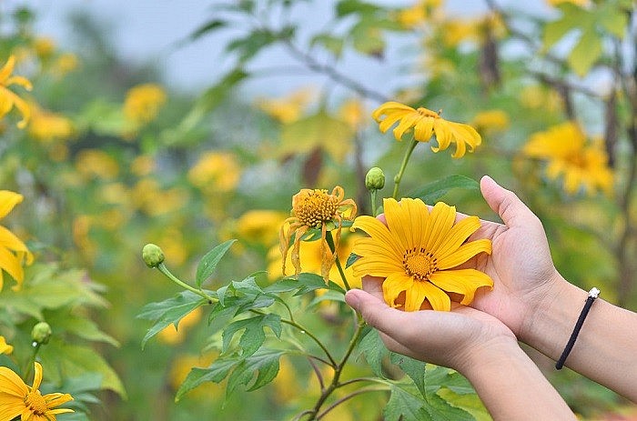 Sunflower Season: Mùa hoa hướng dương - khoảng khắc tuyệt vời để khám phá hành trình gần gũi với thiên nhiên. Tận hưởng không khí trong lành, thả hồn giữa một mênh mông những đồng hoa hướng dương và thu lại những kỷ niệm đẹp và ý nghĩa.