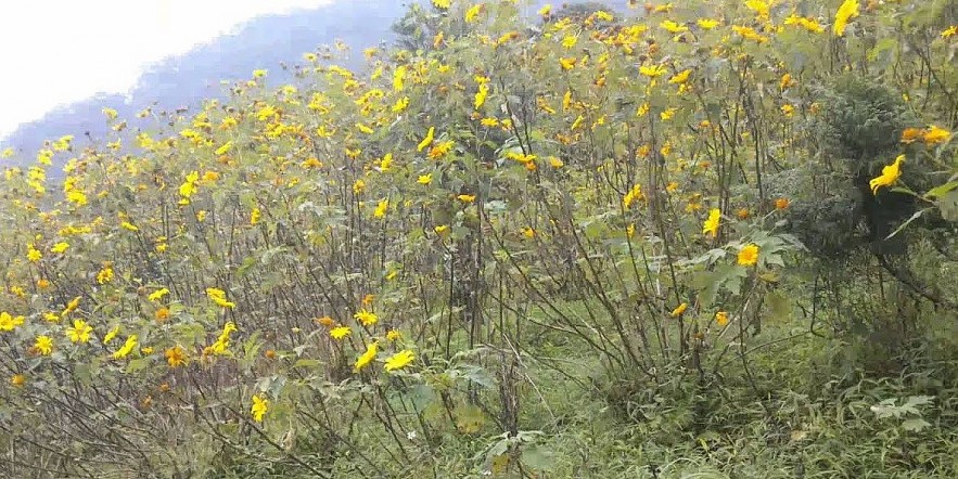 3 Amazing Travel Destinations in the Wild Sunflower Season