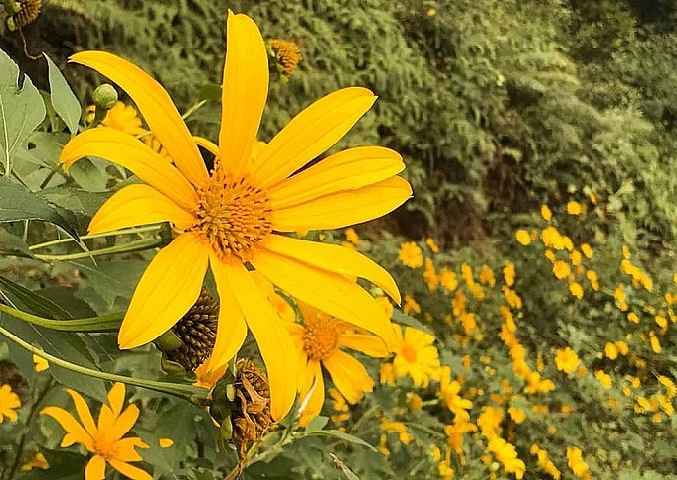 3 Amazing Travel Destinations in the Wild Sunflower Season