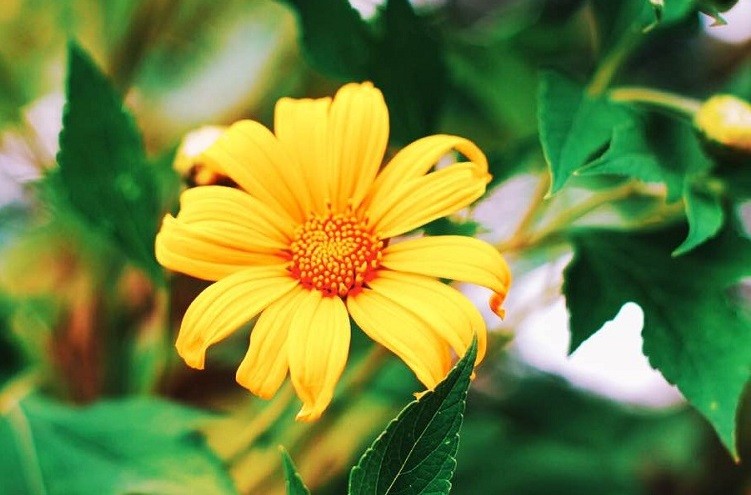 the natural beauty of da lat wilds sunflowers