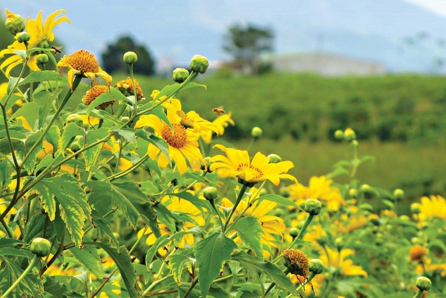 The Natural Beauty of Da Lat Wild's Sunflowers