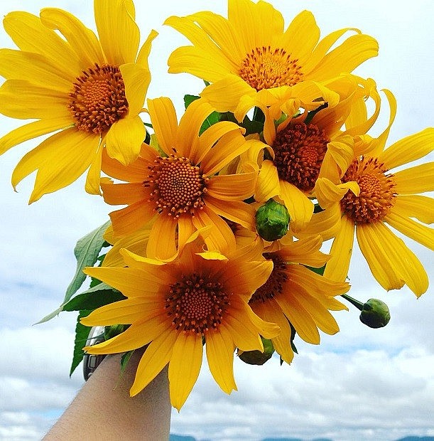 The Natural Beauty of Da Lat Wild's Sunflowers