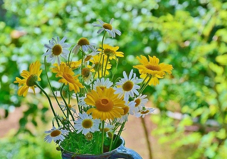 The Natural Beauty of Da Lat Wild's Sunflowers