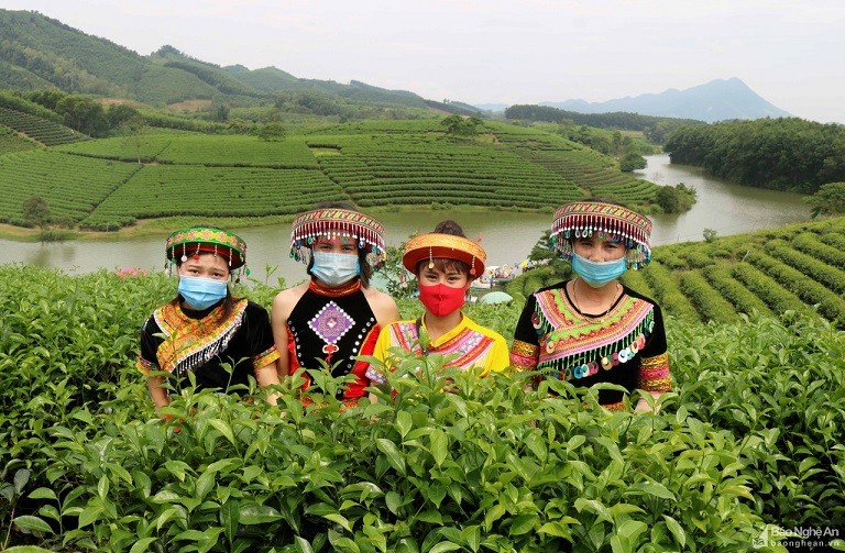 The Unique Beauty of Tea Paradises in Nghe An