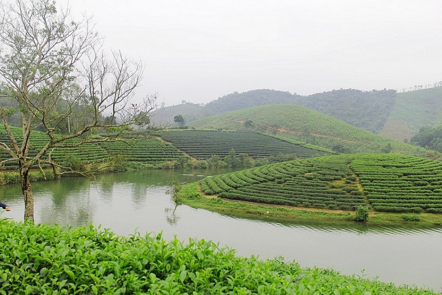 The Unique Beauty of Tea Paradises in Nghe An