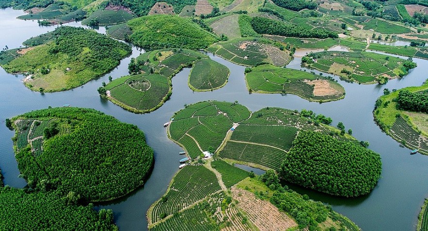 The Unique Beauty of Tea Paradises in Nghe An