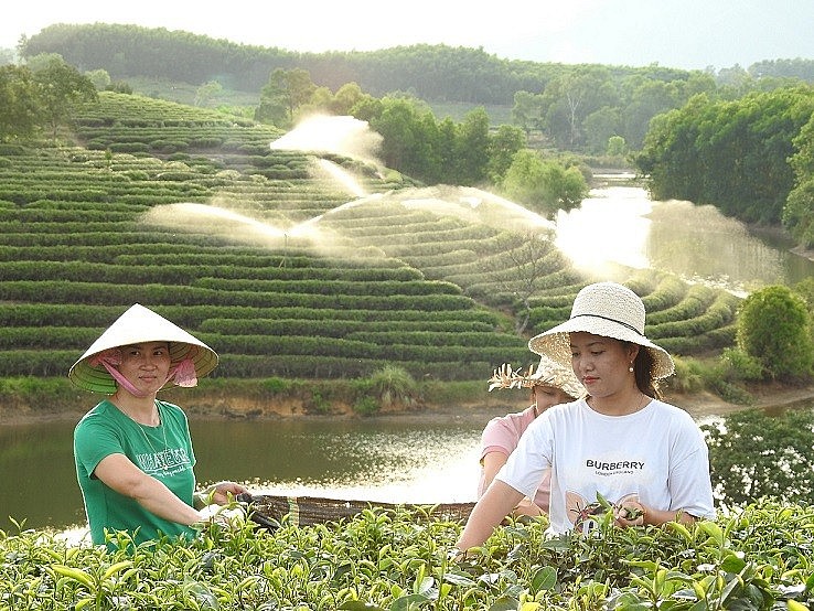 The Unique Beauty of Tea Paradises in Nghe An