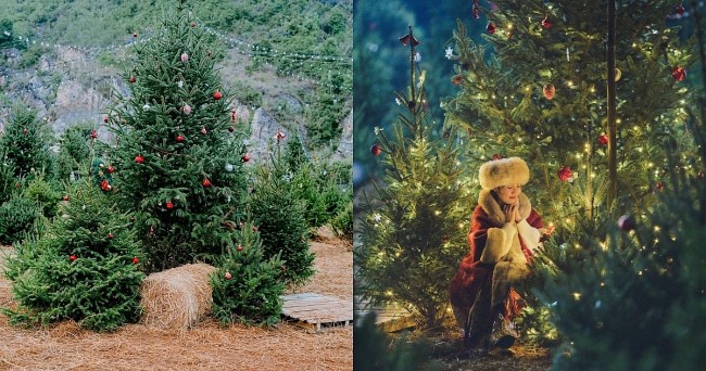 Evergreen Dreams: Celebrate the Season At Moc Chau’s Christmas Forest