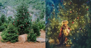 Evergreen Dreams: Celebrate the Season At Moc Chau's Christmas Forest