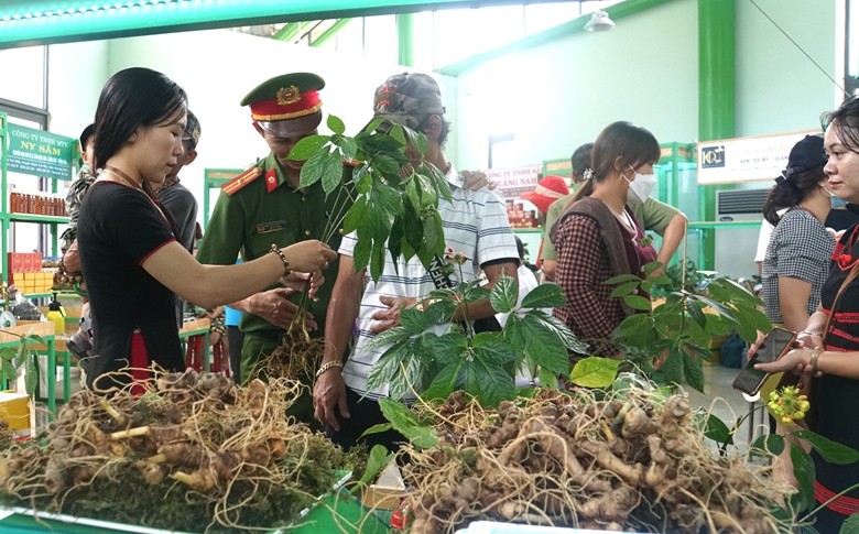 Ngoc Linh ginseng's stems and roots contain a high rate of saponin compound, much higher than other ginseng species. 