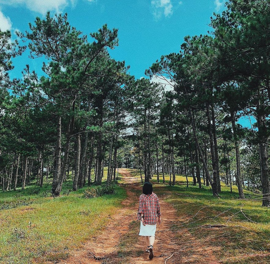 Hiking through Da Lat's Picturesque Pine Forests