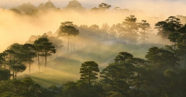 Dalat’s Beautiful Pine Forests - A Perfect Winter Trip