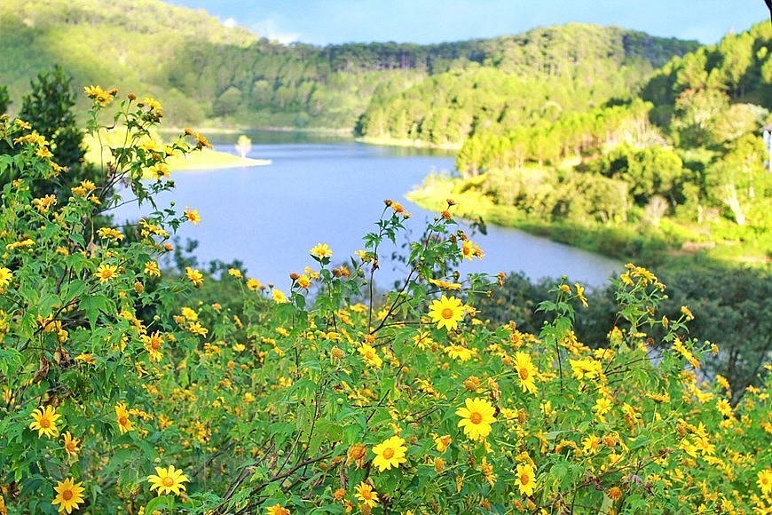 Vast fields of wild sunflowers in full bloom give Da Lat a romantic and dreamy beauty. (Photo: Vietnam+)