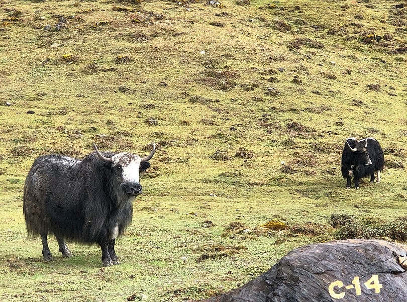 Wild Yaks grazing near Tawang-Bumla road