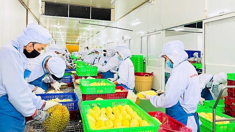 Processing durians for export. Photo: Minh Ha