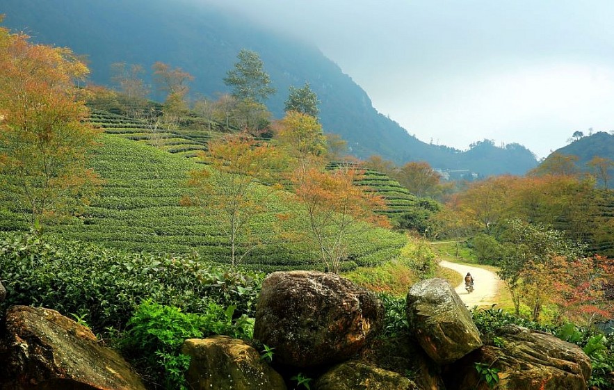 O Long Tea Hill in the Winter - A Picturesque Beauty in Sapa