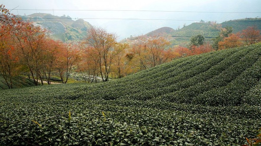 O Long Tea Hill in the Winter - A Picturesque Beauty in Sapa