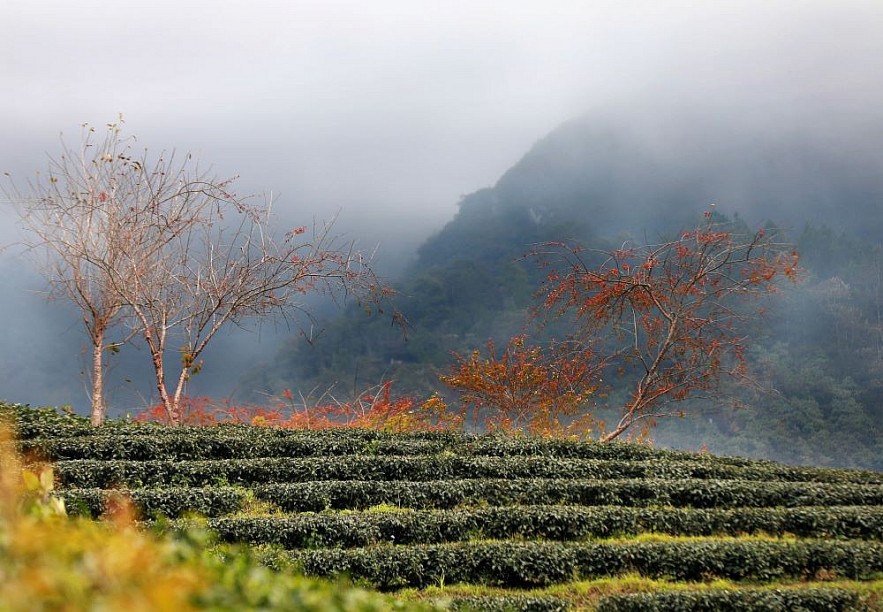 O Long Tea Hill in the Winter - A Picturesque Beauty in Sapa