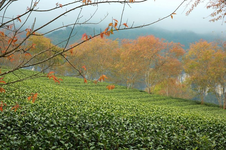 O Long Tea Hill in the Winter - A Picturesque Beauty in Sapa