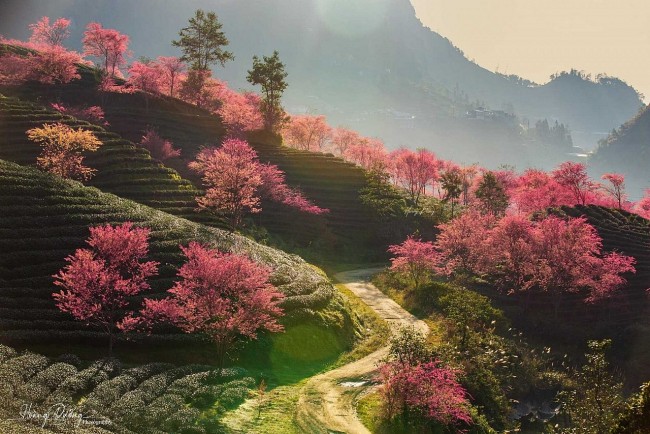 Wander Through Vietnam's Spring Paradises