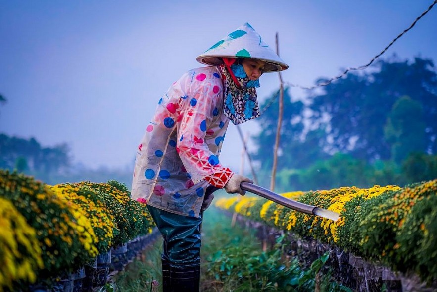 Lunar New Year in the 'Capital of Daisies'