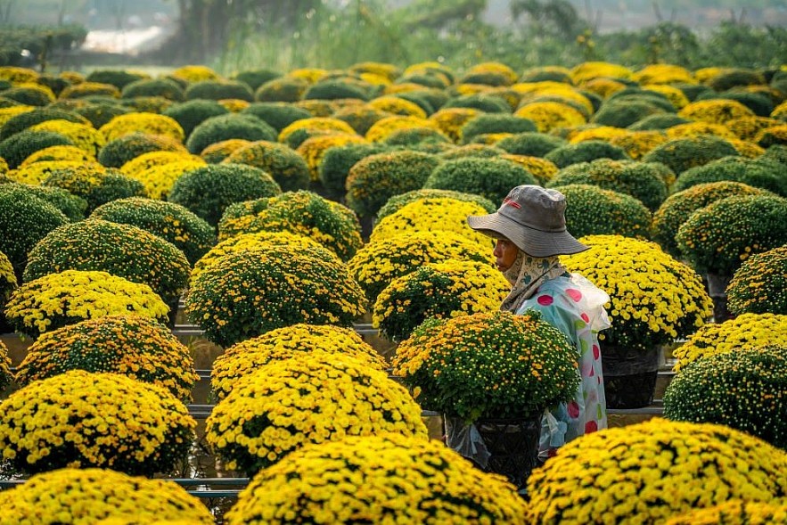 Lunar New Year in the 'Capital of Daisies'