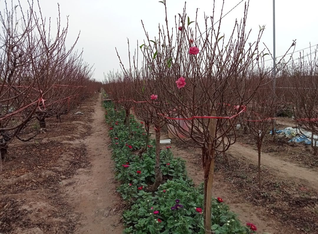 The Art, Science, and Magic of Nhat Tan's Dao Trees